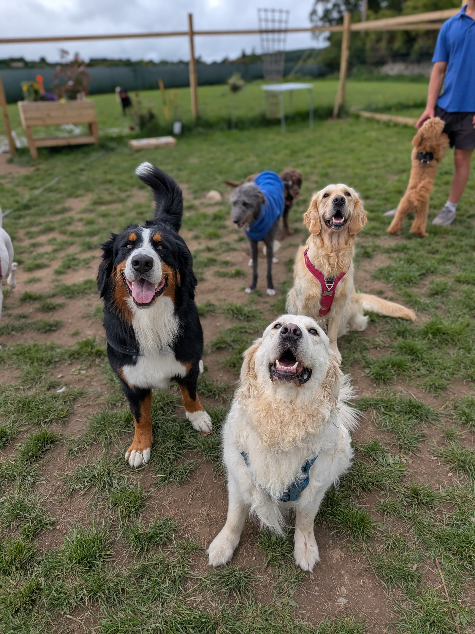 Happy dog at Camp Mikey